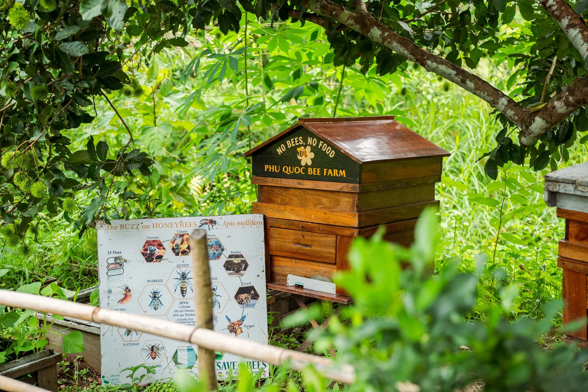 Bees